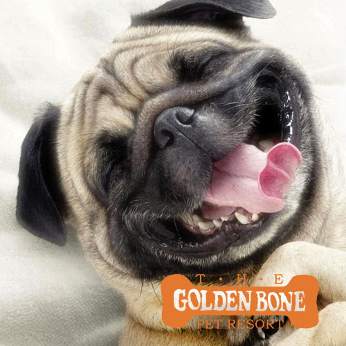 The Golden Bone Pet Resort Ads